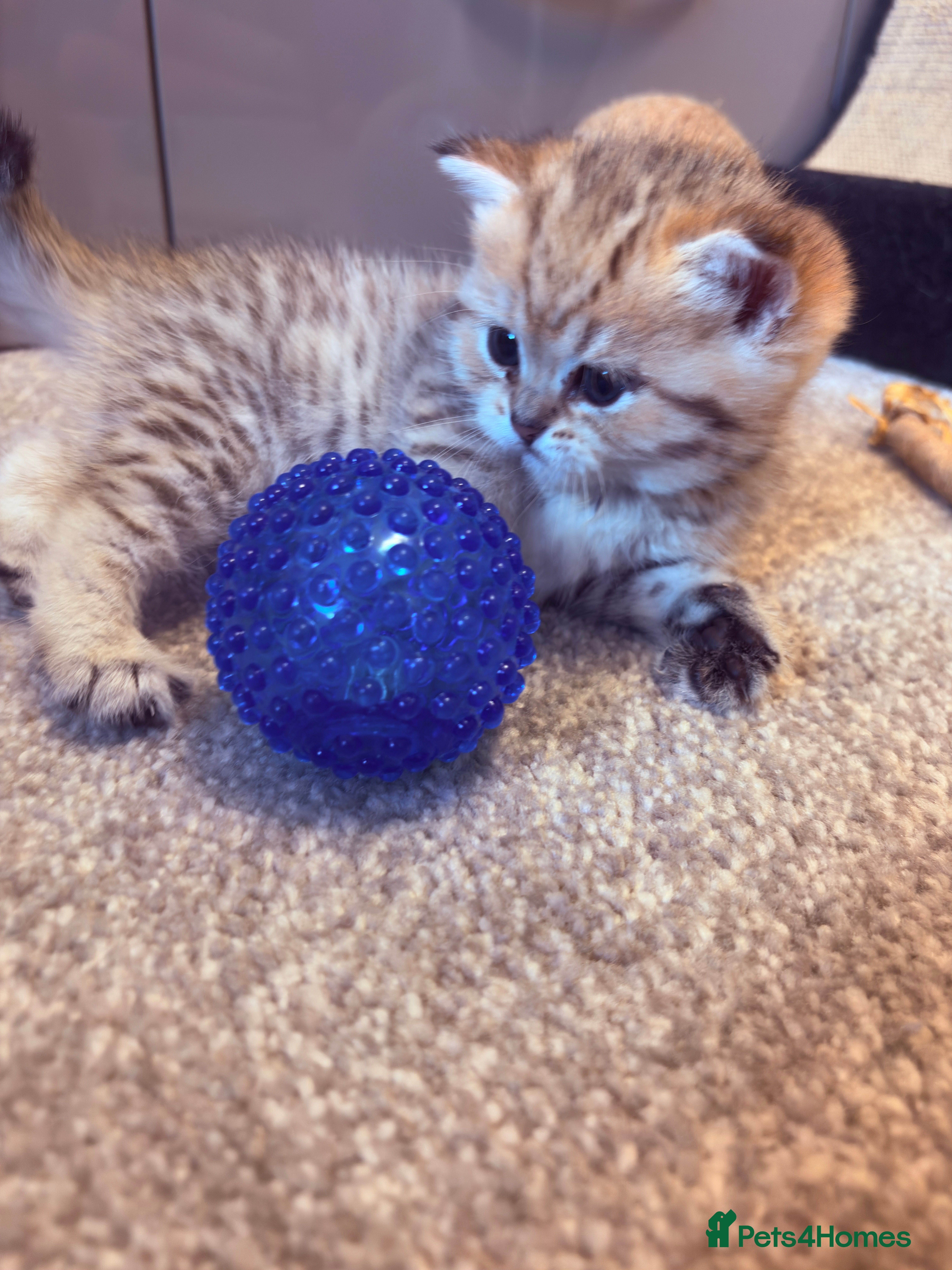 British Shorthair cats 🌟 Exceptional GCCF Register BSH Golden Kittens 🌟 - Advert 2