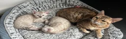 Bengal cats for sale: Two Stunning Snow Lynx Bengal Boys 🐾💙 - Advert 5