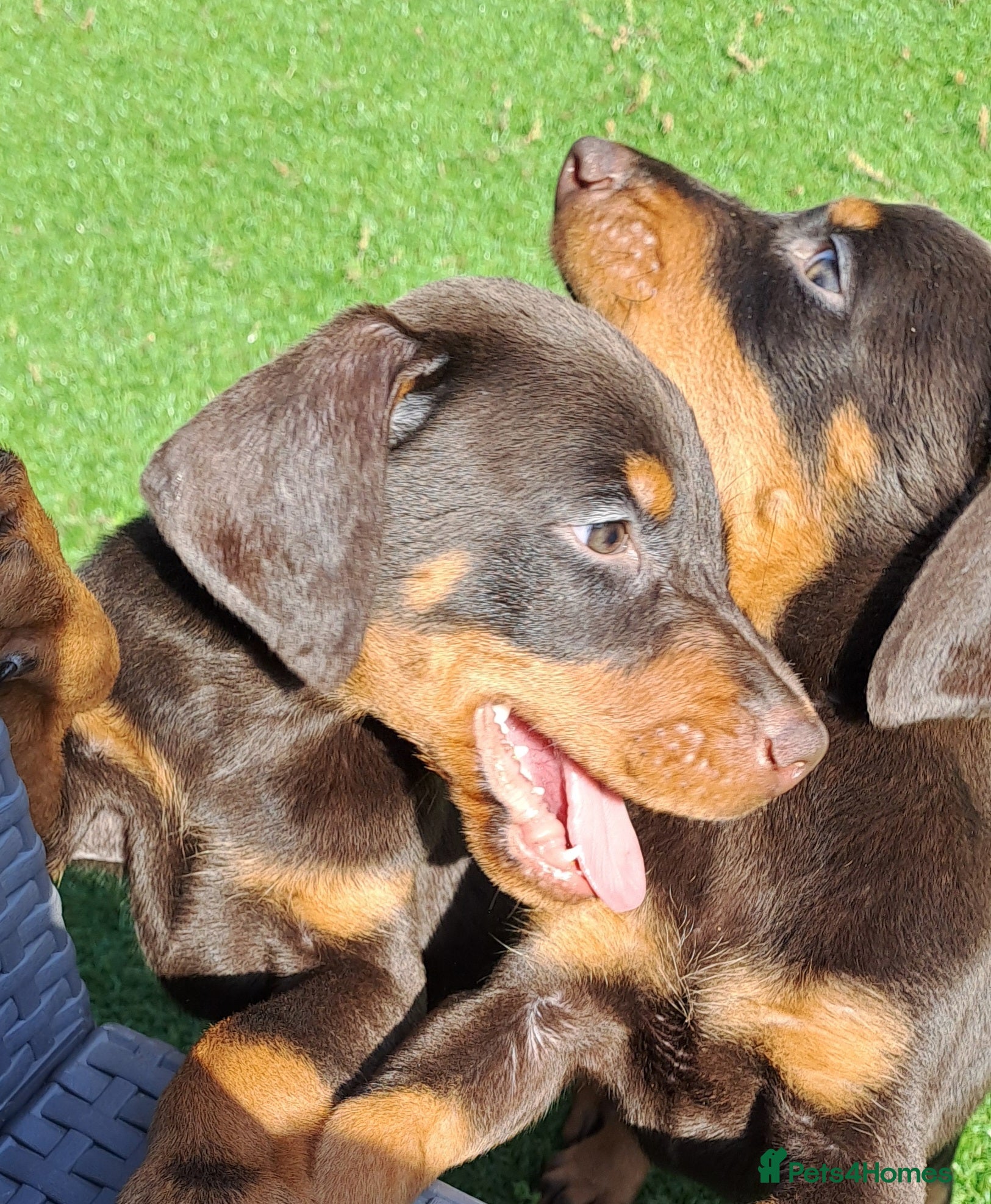 Dobermann dogs Doberman puppies  - Advert 3