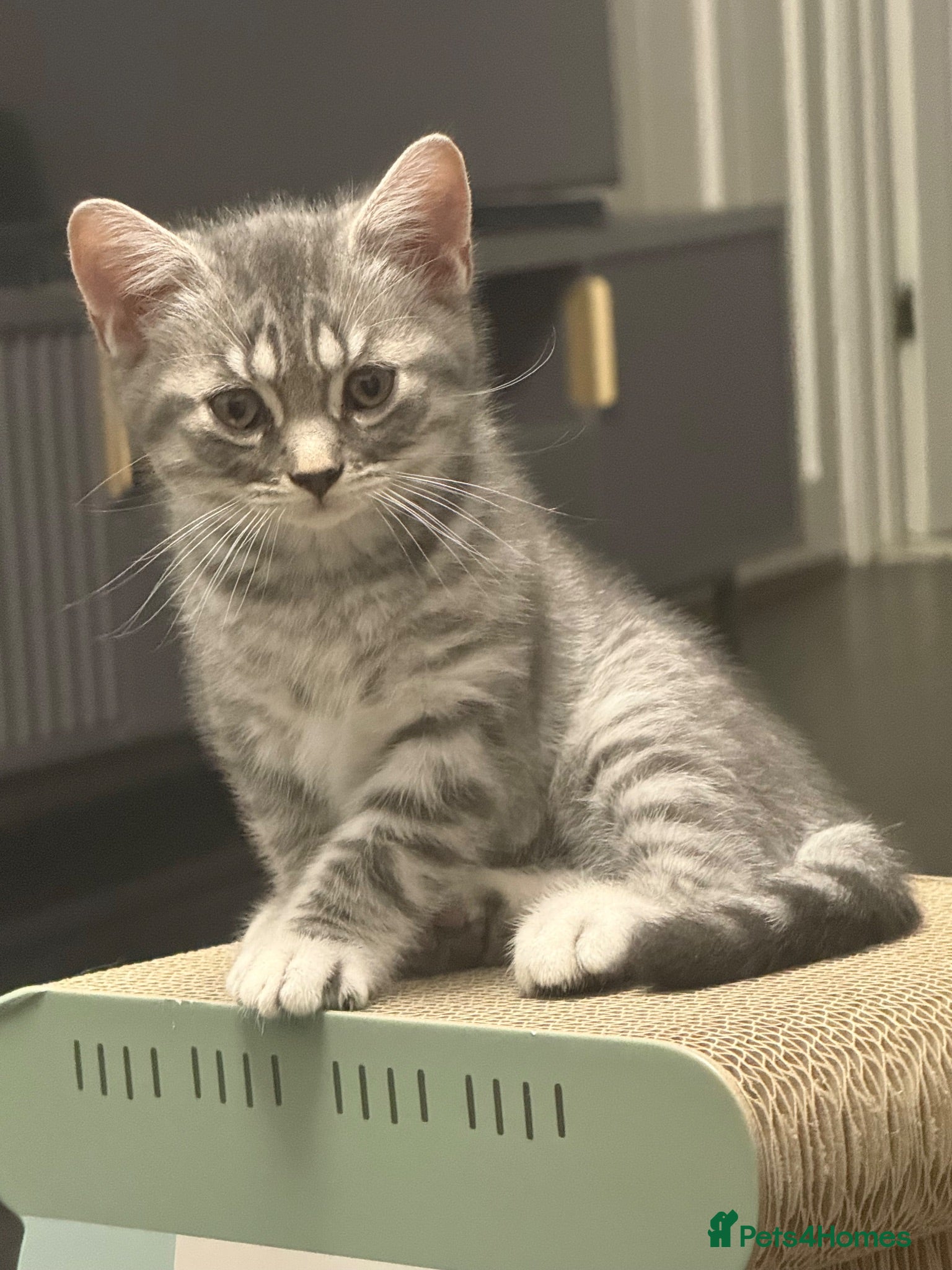 British Shorthair cats Pure breed Scottish Fold &Straight grey tabby  - Advert 5