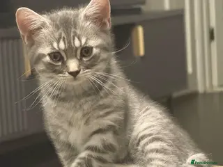 British Shorthair cats Pure breed Scottish Fold &Straight grey tabby - Advert 5