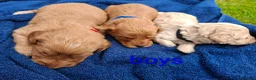 Cockapoo dogs for sale: First class cockerpoo puppies  - Advert 9