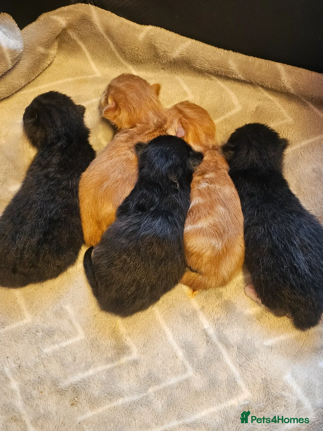 Mixed Breed cats for sale: Gorgeous mixed  - Advert 1