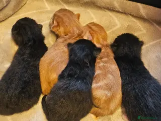 Mixed Breed cats Gorgeous mixed - Advert 15