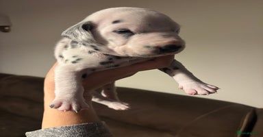 Dalmatian dogs Dalmatians BOYS and GIRLS - Advert 9