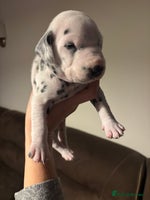 Dalmatian dogs Dalmatians BOYS and GIRLS - Advert 2