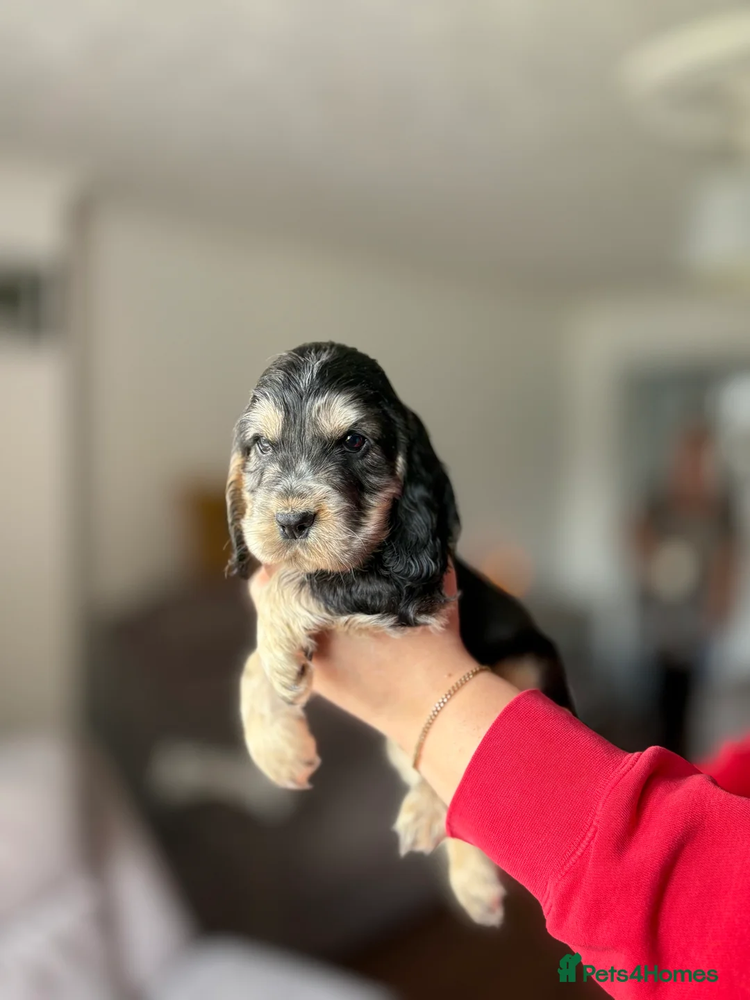 Cocker Spaniel dogs for sale: Last cocker spaniel puppy boy for sale  in Lincoln - Advert 15