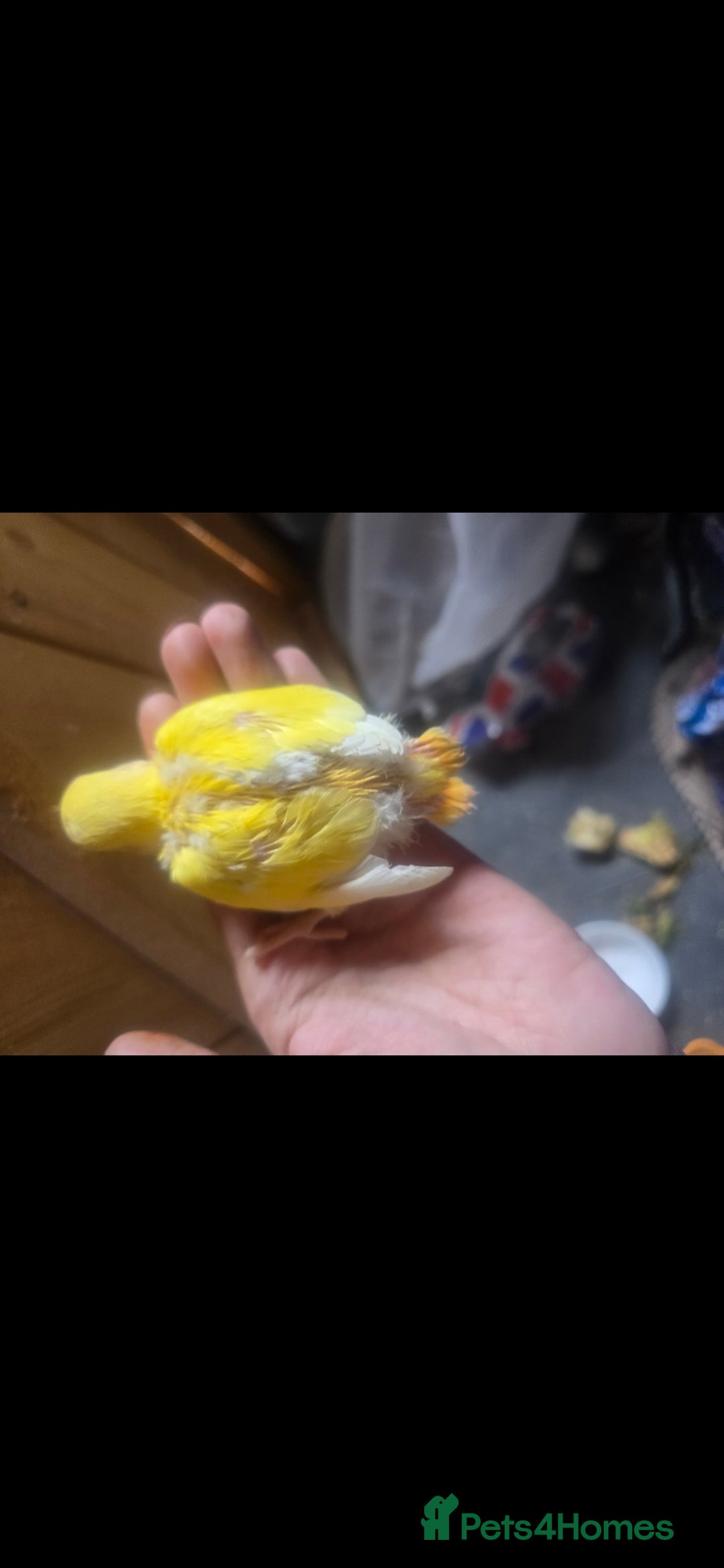 Lovebirds birds for sale: Baby lovebird  - Image 2