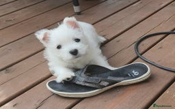 West Highland Terrier dogs for sale: Top import champion bred westies - Image 6