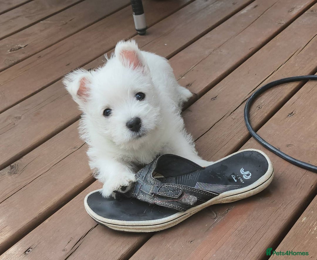 West Highland Terrier dogs for sale: Top import champion bred westies - Image 6