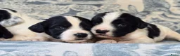 English Springer Spaniel dogs for sale: springer spaniel litter. 2 AVAILABLE  - Advert 26