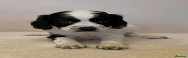 Cockapoo 5