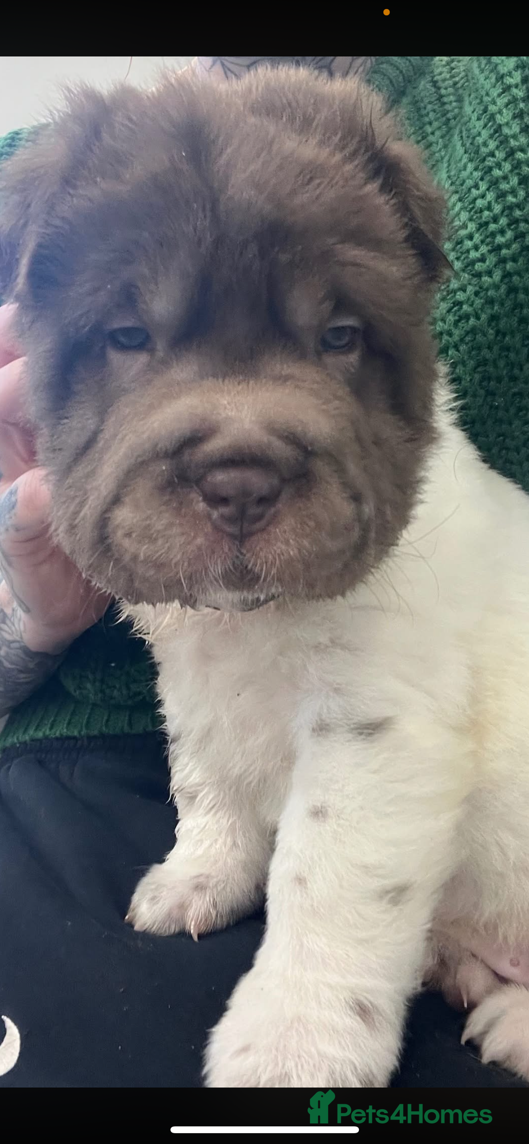 Shar Pei dogs for sale: Ready now amazing bear coat !!!!  - Advert 27