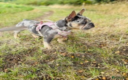 French Bulldog dogs for sale: Merle French bulldog bitch  - Image 2