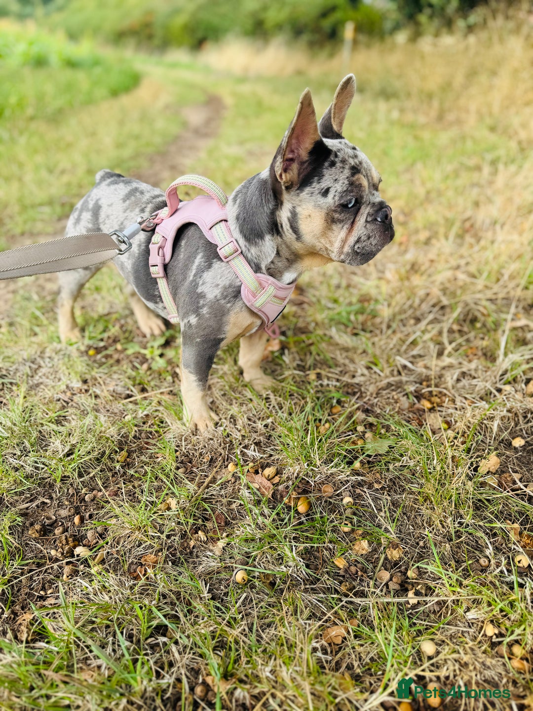 French Bulldog dogs for sale: Merle French bulldog bitch  - Image 2