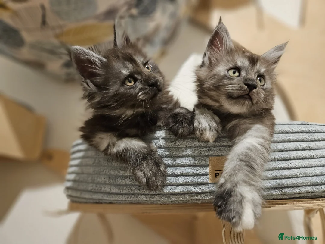 Maine Coon cats for sale: Maine coon kittens  - Advert 28