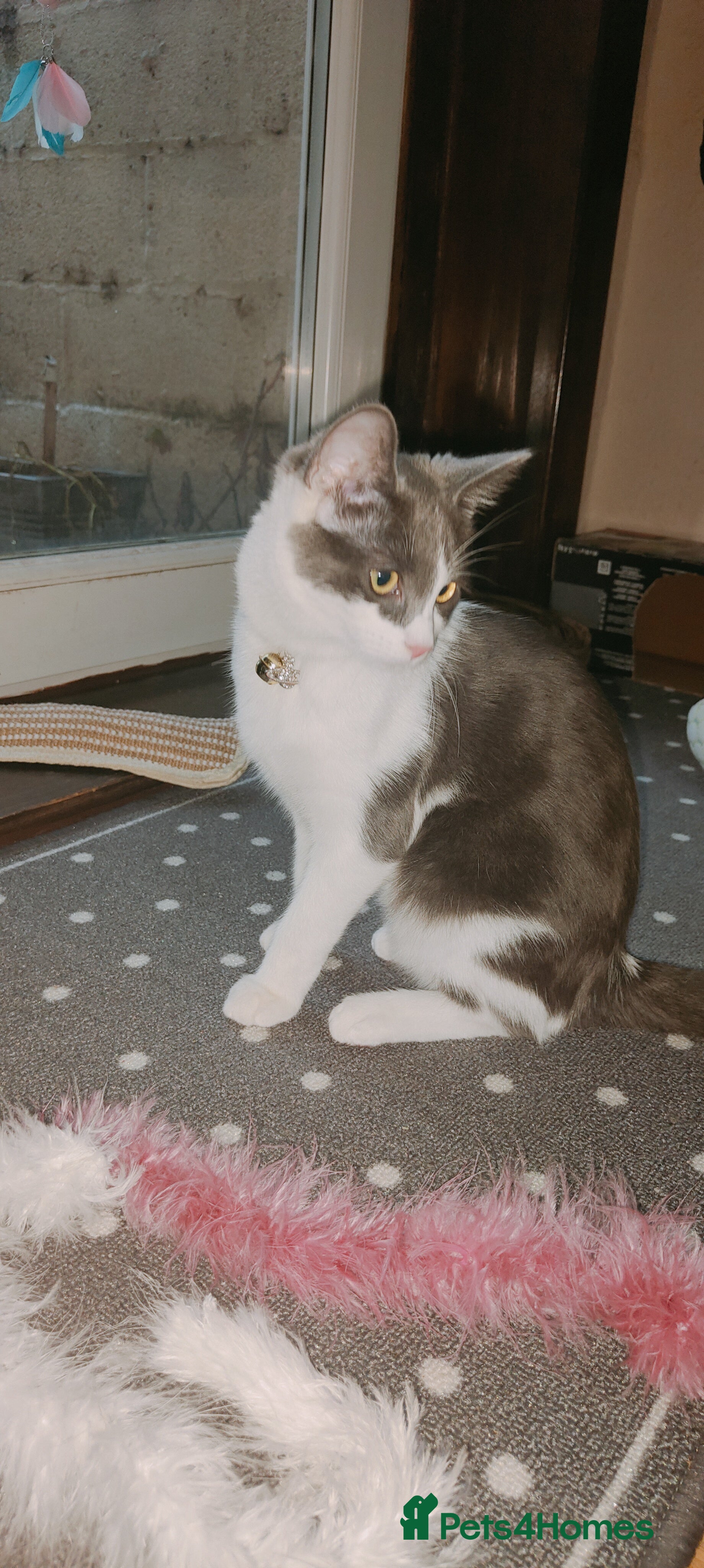 Ragdoll cats Ragdoll mix bred - Advert 6