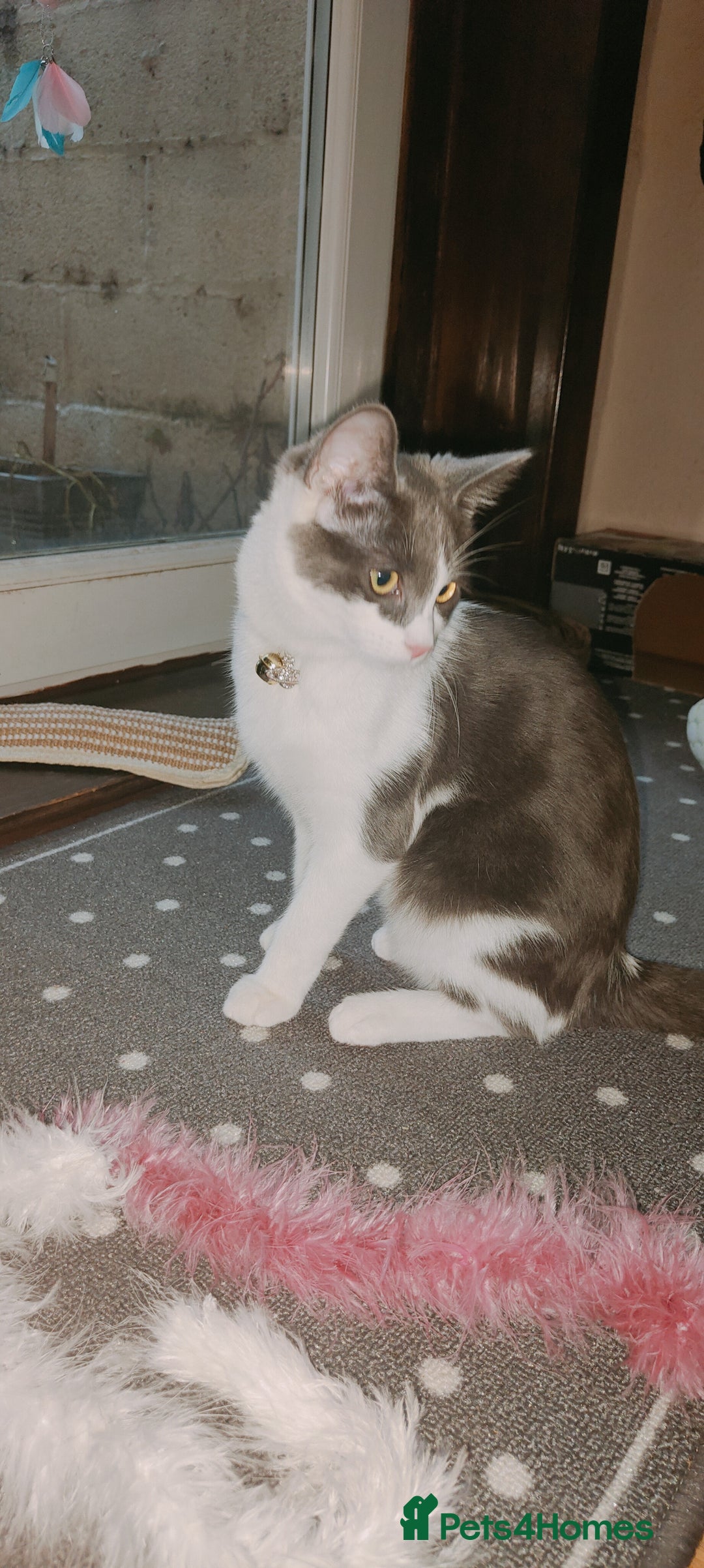 Ragdoll cats for sale: Ragdoll mix bred - Advert 1