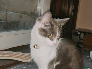 Ragdoll cats Ragdoll mix bred - Advert 6