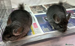 Chinchilla rodents for sale: Millie & Maisy, super tame standard sisters - Advert 4