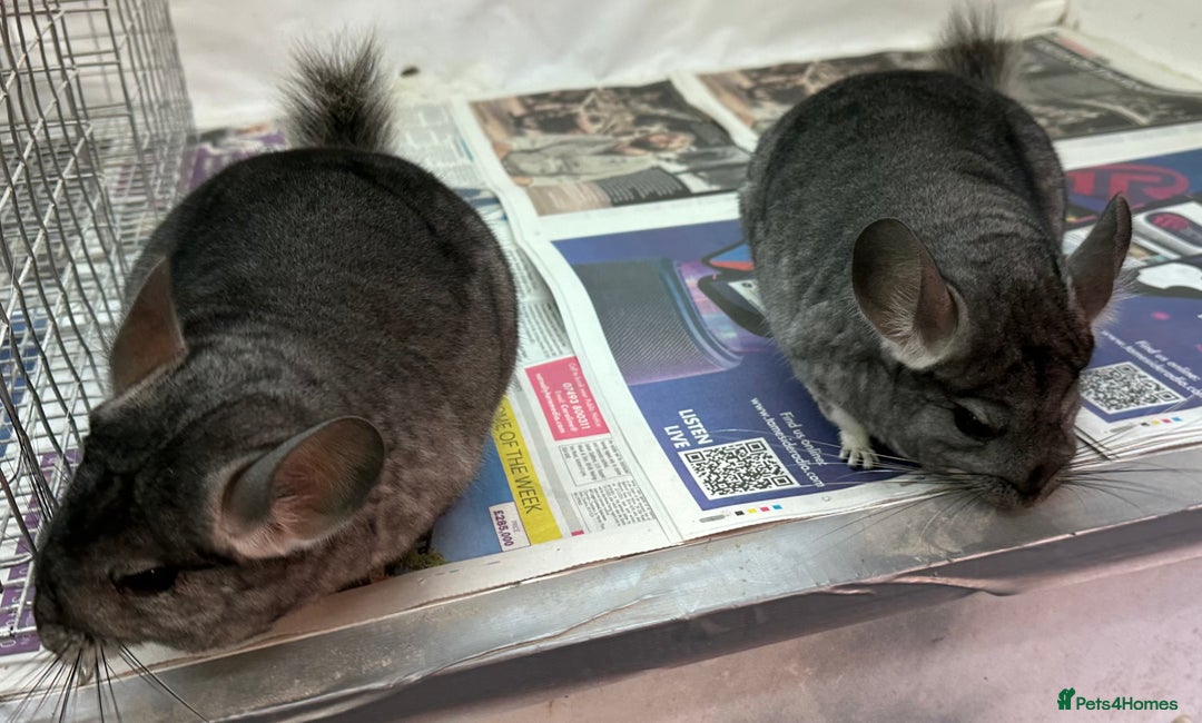 Chinchilla rodents for sale: Millie & Maisy, super tame standard sisters - Advert 4