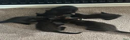 Mixed Breed cats for sale: 5 female kittens for sale - Advert 8