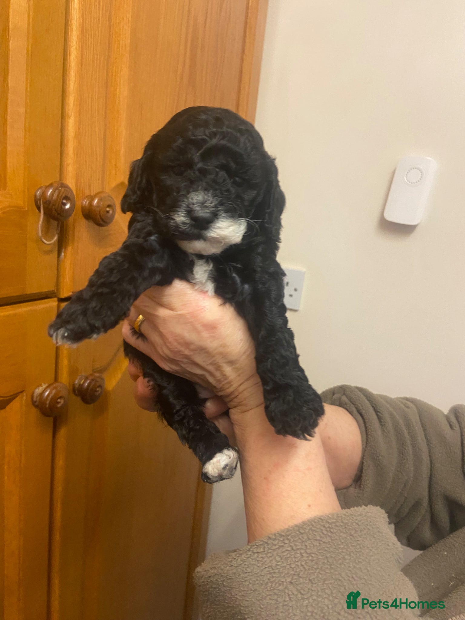 Cockapoo dogs F1B TOY COCKAPOOS - Advert 1