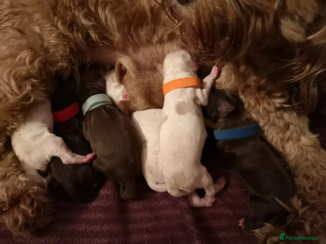 Miniature Poodle dogs for stud: Miniture Poodle for stud - SHORT NOTICE AVAILABLE in Coalville - Advert 25