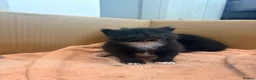 British Longhair cats for sale:  2 BEAUTIFUL FLUFFY BLACK KITTENS FOR SALE  in Norwich - Advert 12
