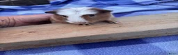 Guinea Pig rodents for sale: 2 Male Guniea Pigs in Cambridge - Advert 2