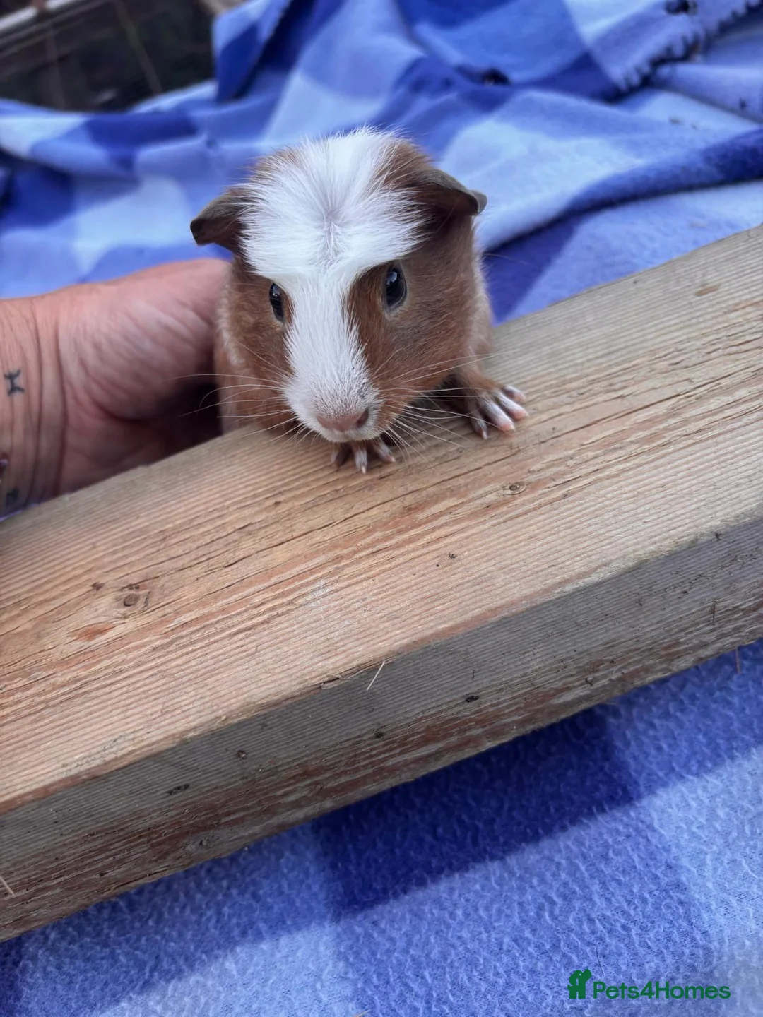 Guinea Pig rodents for sale: 2 Male Guniea Pigs in Cambridge - Advert 2