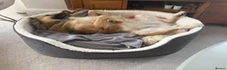 Mixed Breed dogs for adoption: Meet Honey, currently residing in Essex in Clacton-on-Sea - Advert 4