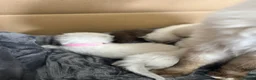 Ragdoll cats for sale: Blue point ragdoll kittens  - Advert 17