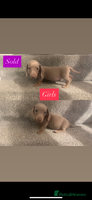 Miniature Dachshund dogs - Advert 3