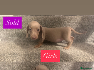 Miniature Dachshund dogs - Advert 13