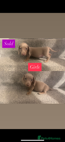 Miniature Dachshund dogs - Advert 13