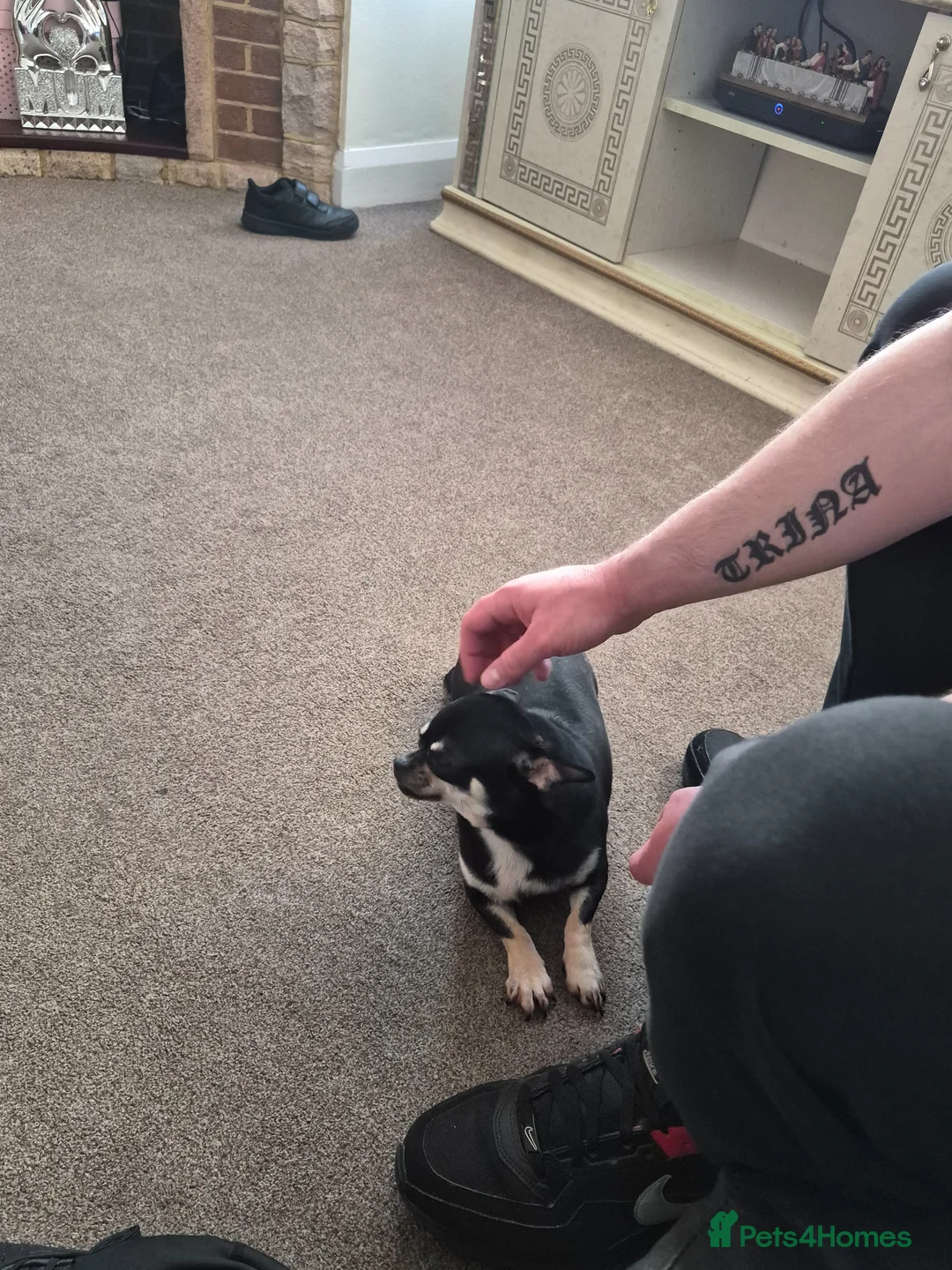 Chihuahua dogs for sale: Beautiful Chihuahua girl  - Advert 2