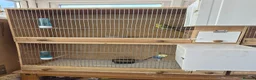 Budgerigars birds for sale: Breeding cages with budgies in Plymouth - Advert 11