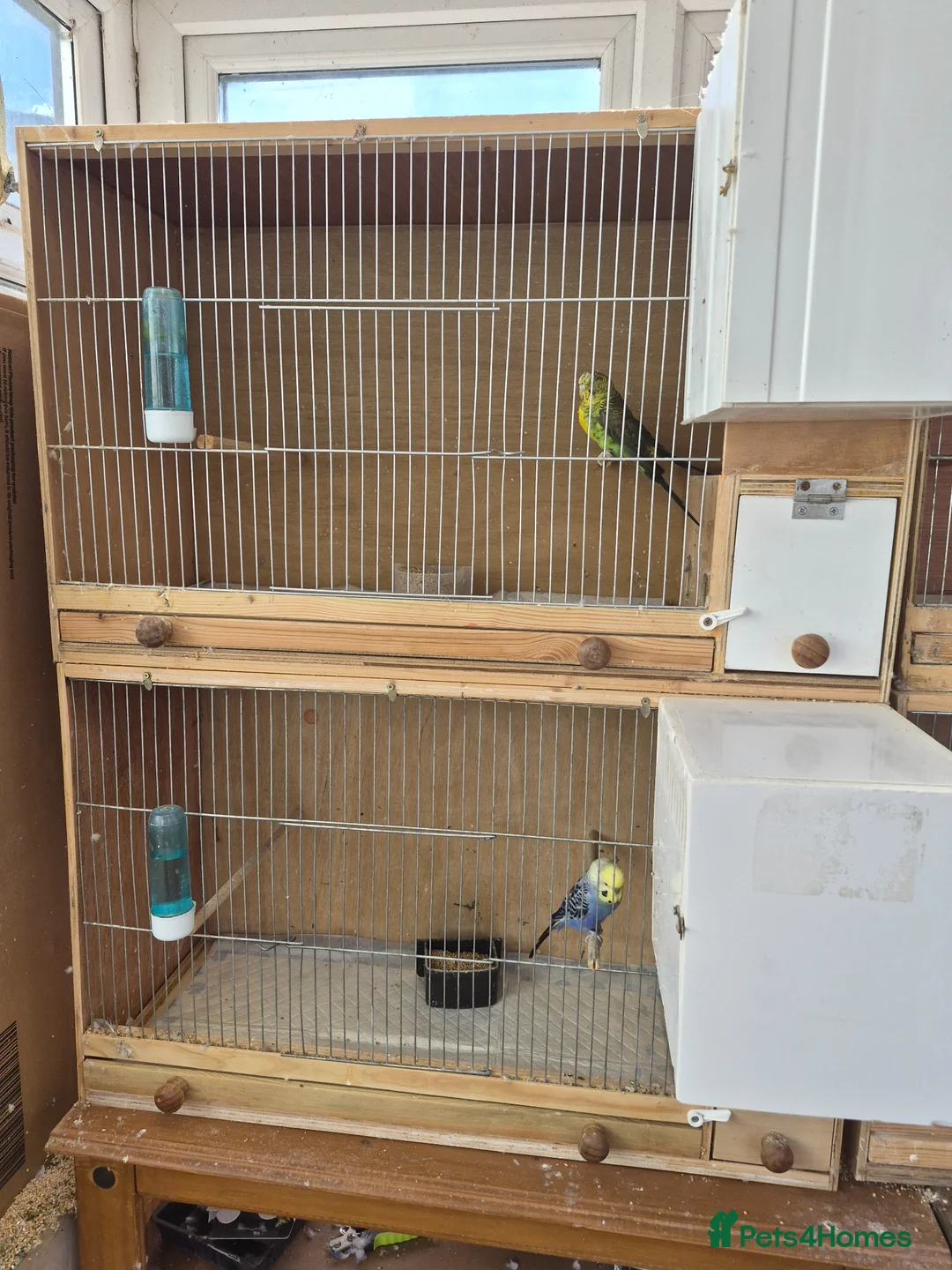 Budgerigars birds for sale: Breeding cages with budgies in Plymouth - Advert 11
