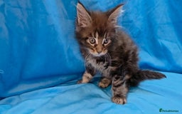 Maine Coon cats for sale: Ready December TICA beautiful Maine Coon Kittens  - Image 8
