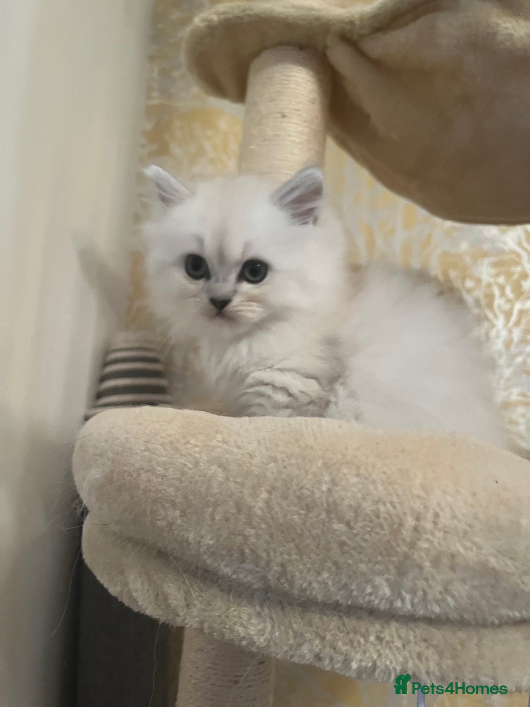 Persian cats for sale: 💕Simply Stunning PKD negative Persian Babies 💕 - Advert 7
