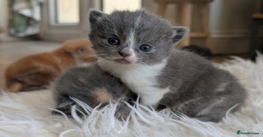 Persian cats - Advert 10