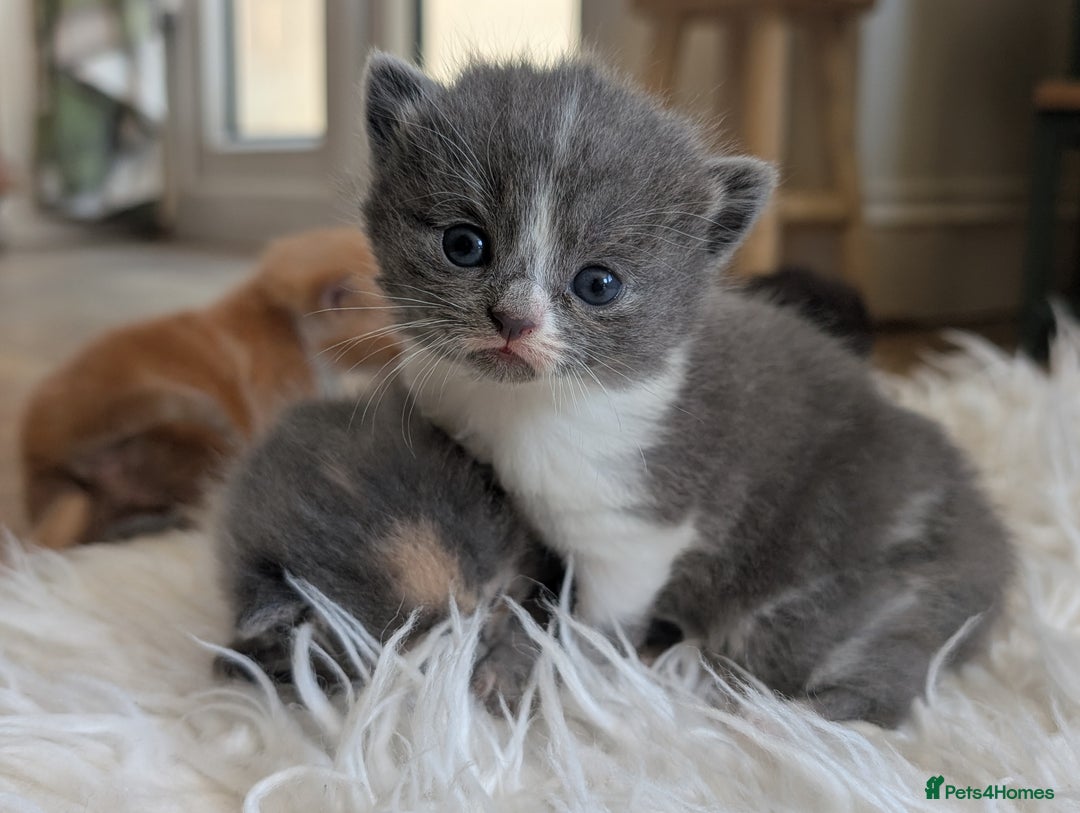 Persian cats for sale: Divine Persian X Russian Blue kittens - Image 8