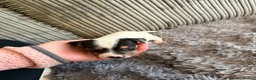 Jack Russell dogs for sale: Jack Russell puppies - Advert 21