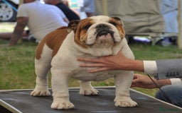 English Bulldog dogs for sale: Champion sired female bulldog for sale  - Image 7