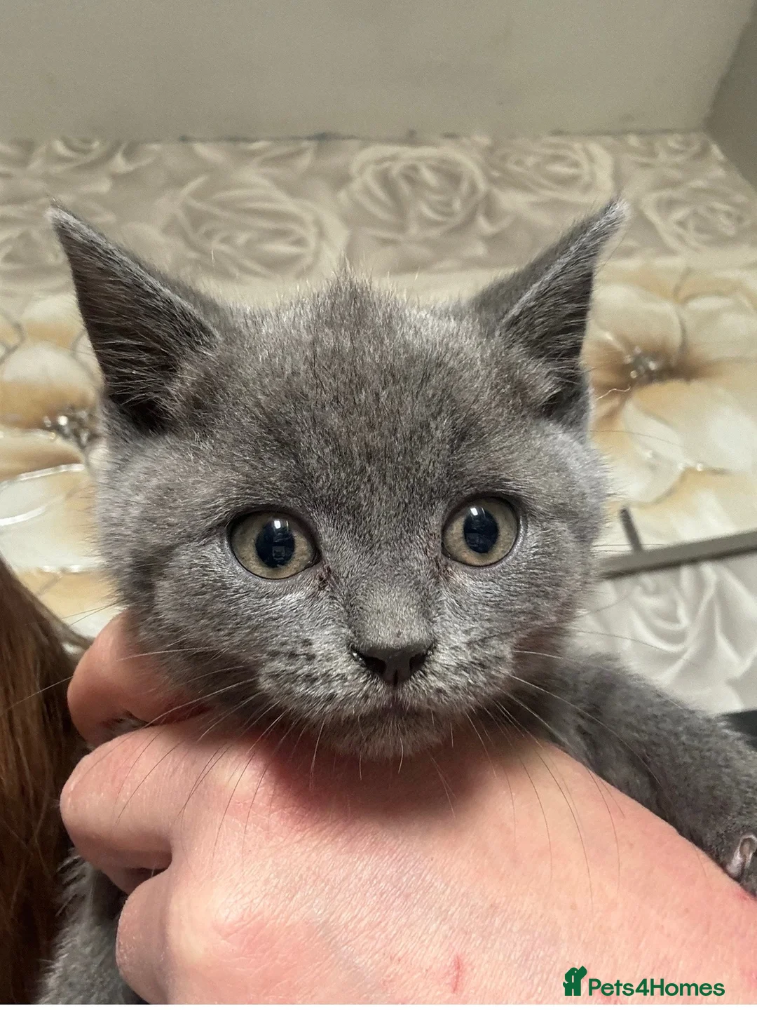 British Shorthair cats for sale: 2 beautiful girls available  - Advert 1