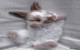 Mixed Breed rabbits for sale: Rabits - Image 6