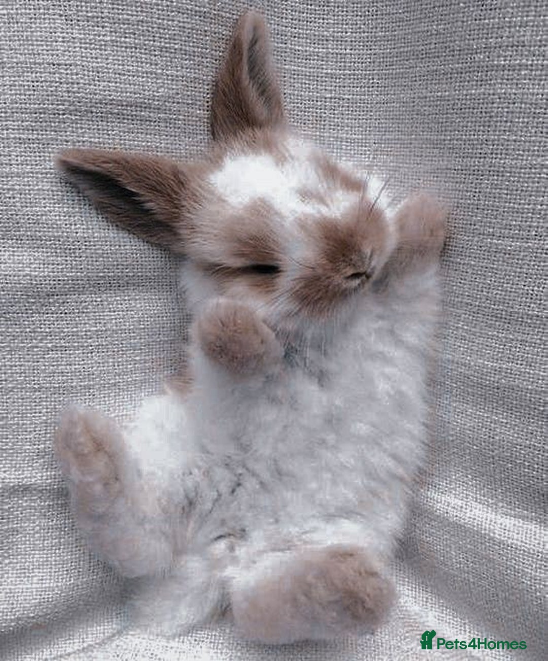 Mixed Breed rabbits for sale: Rabits - Image 6