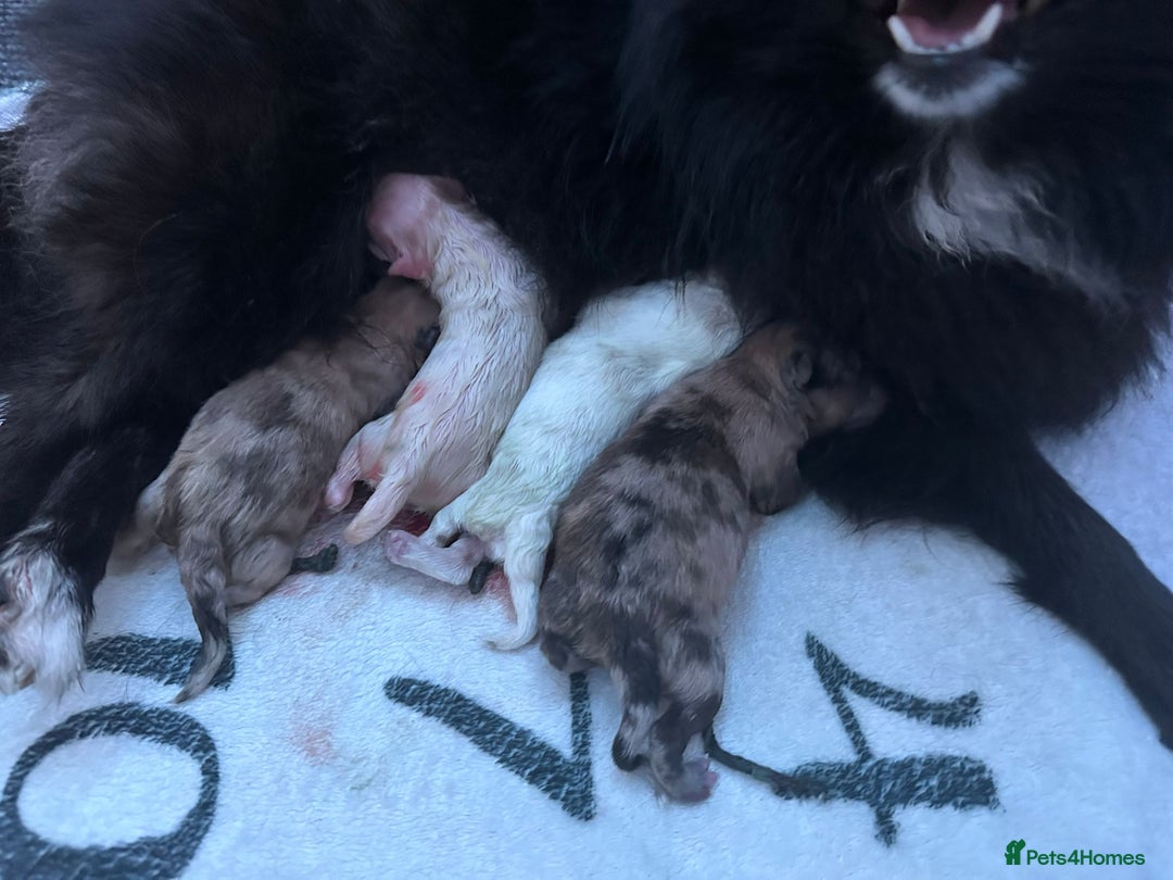 Pomeranian dogs for stud: Merle Pomeranian Stud  in Liverpool - Image 15