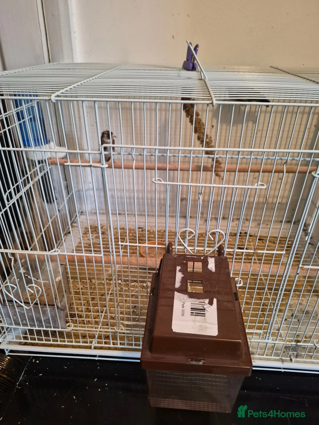 Finches birds for sale: Goldfinches  - Advert 2